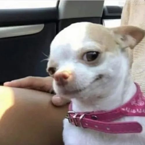 Hình chó cười đểu nhìn láo nhẹ mà hợp để troll bạn