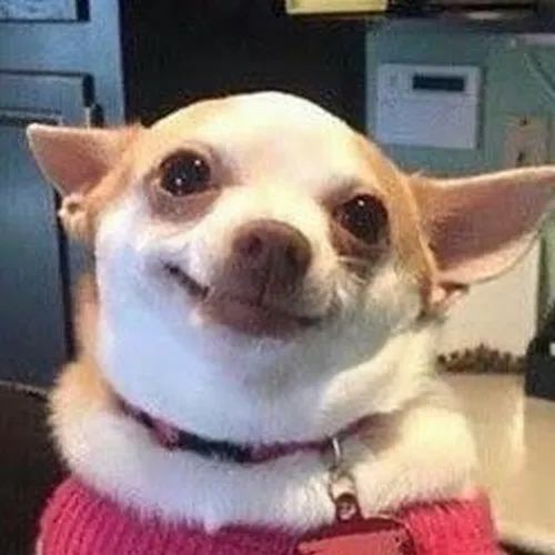 Tấm hình chó tinh ranh cười nhẹ nhìn rất cà khịa