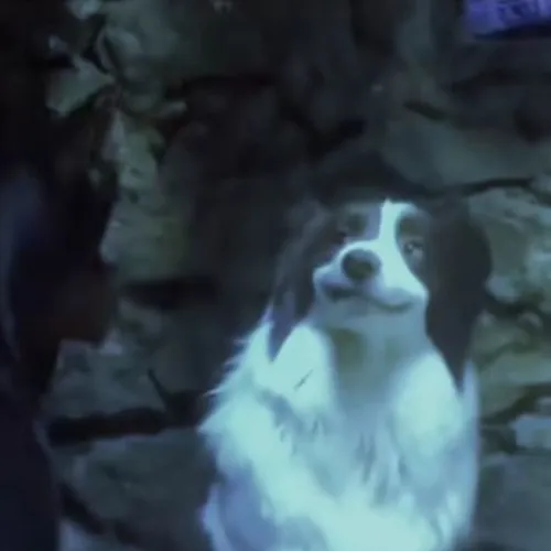 Chó cười méo tạo tình huống hài rất hợp phản ứng nhanh