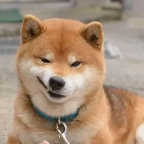 Ảnh khịa con chó cười gian khi nghe bạn nói sai sai.