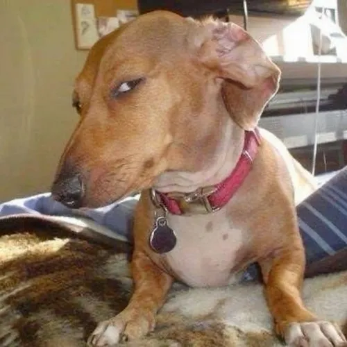 Ảnh troll con chó cười nửa miệng nhìn như bắt thóp bạn.