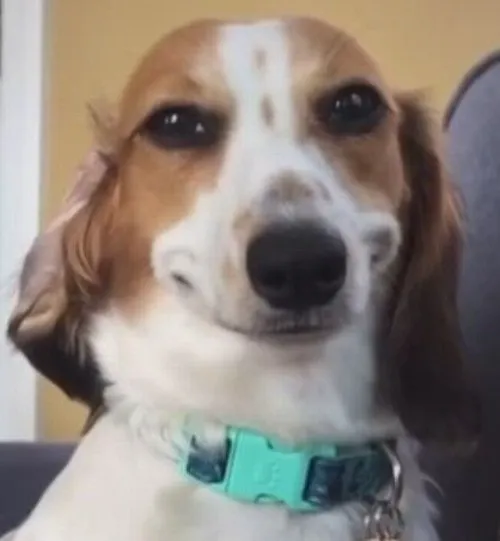 Ảnh chụp chó ranh mãnh nhìn bạn với thái độ hiểu rồi.