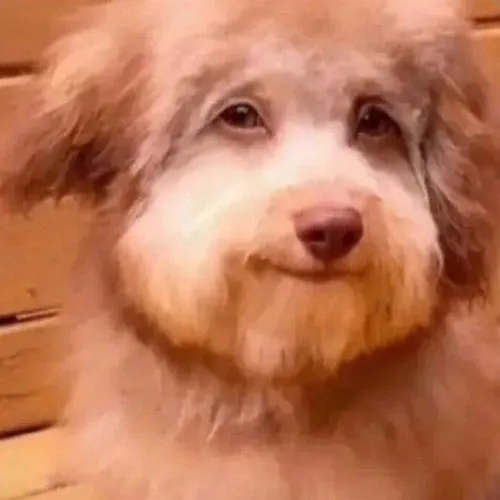 Khoảnh khắc chó nheo mắt cười đểu siêu hợp bắt bẻ