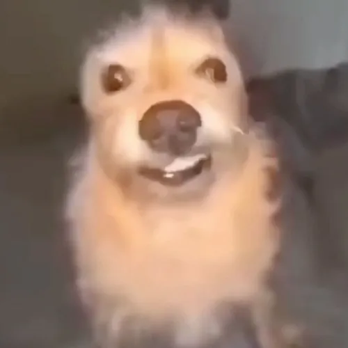 Ảnh hài chú chó liếc xéo kiểu biết bạn vừa xạo.