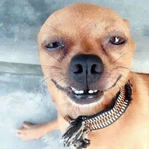 Ảnh chó liếc đểu chuẩn kiểu chọc quê hội bạn thân