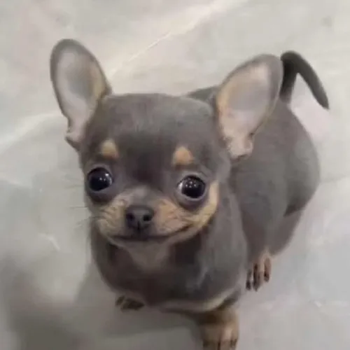 Ảnh troll husky liếc nhẹ kiểu chê bạn thiếu logic.