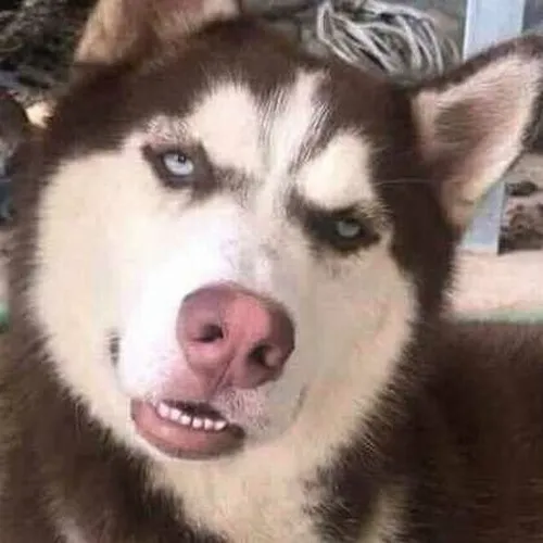 Ảnh hài husky nheo mắt cười như đang bóc phốt bạn.