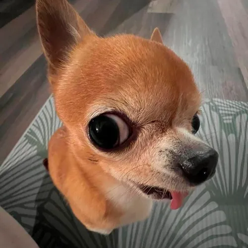 Ảnh troll chó liếc ngang như muốn nhắc bạn tự coi lại.