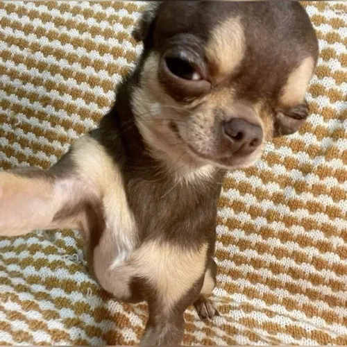 Ảnh thực tế gương mặt chó đầy dụng ý khịa người đối diện.