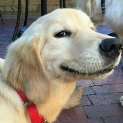 Biểu cảm chó cười gian khiến ai nhìn cũng bật tiếng cười