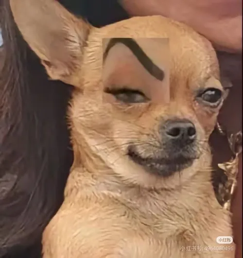 Ảnh chụp chó cúi đầu nheo mắt như đánh giá bạn.