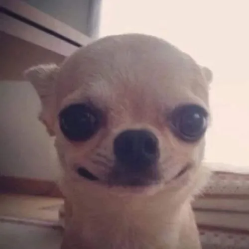 Ảnh khịa chó cười nhẹ như vừa thấy lỗi bạn mới nói.