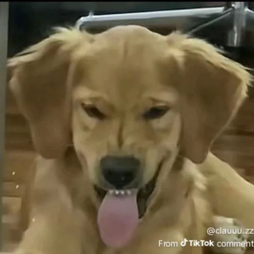 Ảnh hài ánh mắt liếc gài bạn vô thế khó.