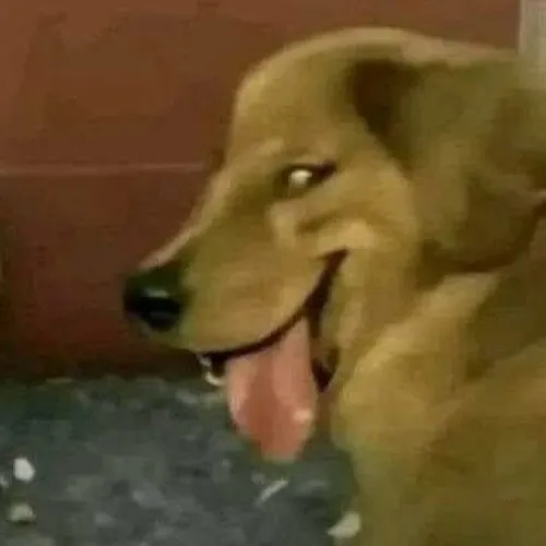 Ảnh hài nụ cười Golden méo kiểu bắt được bí mật bạn.