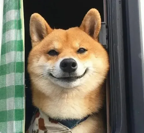 Ảnh đời sống shiba nghiêng đầu cười nhìn rất láo.