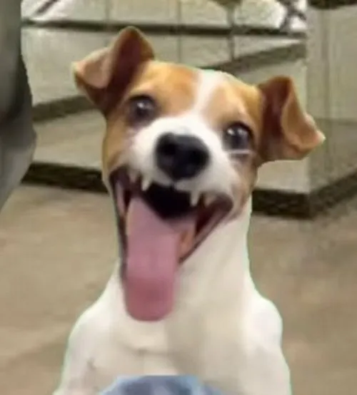 Chó ngồi nghiêng cười mỉm tạo gương mặt gian khó đỡ