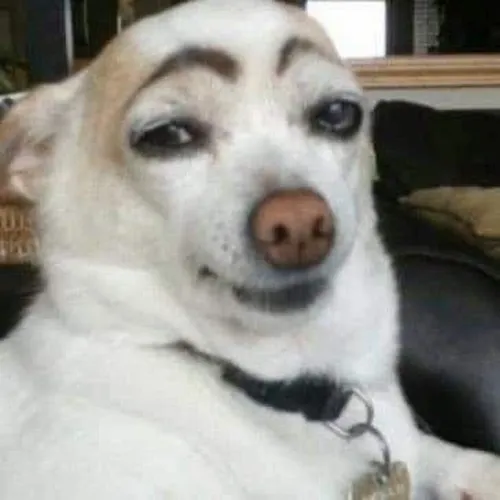 Con chó nhìn đểu rồi nhe răng cười đúng kiểu phá game