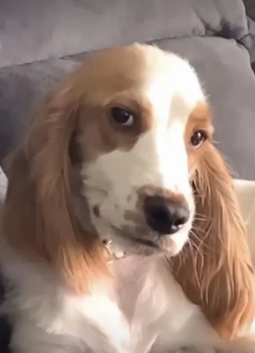 Bộ ảnh chó cười láo nhẹ dành cho bạn thích chọc ghẹo