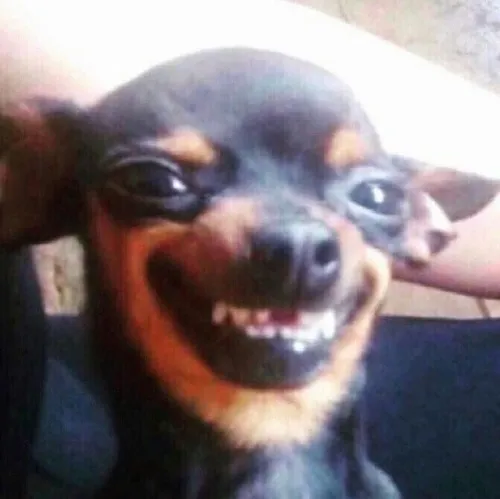 Ảnh khịa chó nghiêng đầu cười nhẹ như chế giễu.