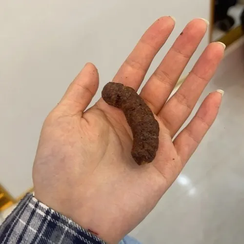 Meme toilet lan truyền vì độ tục và chân thật khó tả