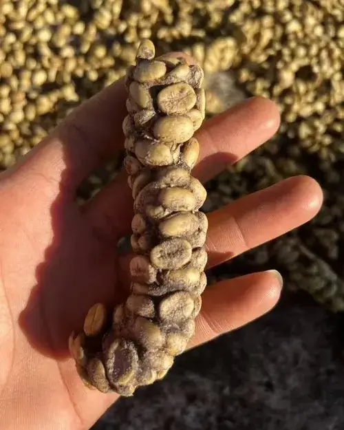 Meme cục phân đội vương miện nói “tao là vua của bẩn”