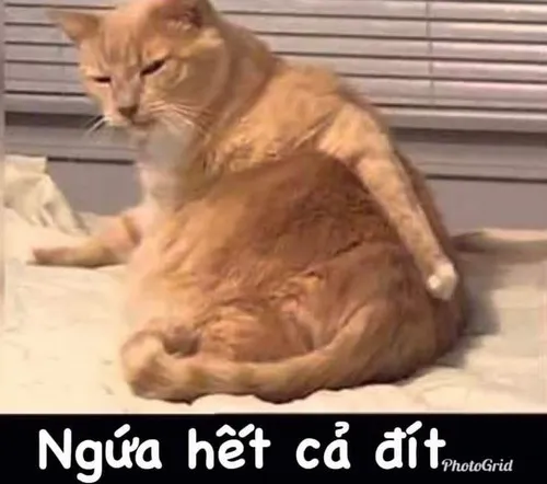 Hình troll nét mặt quá đà gợi sự lầy lội khó cưỡng.