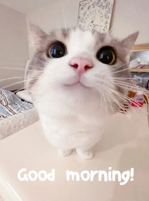 Ảnh meme mèo chào ngày mới tốt lành