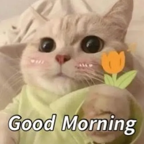 Hình troll mèo dễ thương gửi năng lượng tích cực đầu ngày