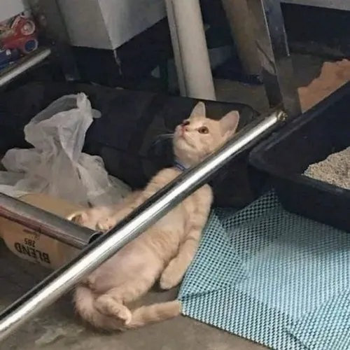 Loạt 27 Meme Chết Lặng, chết đứng dành cho khoảnh khắc đứng hình ngay lập tức