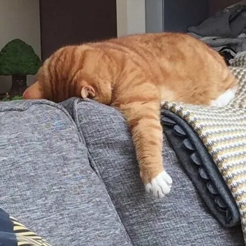 Biểu cảm mèo rơi mood kiểu meme chết chìm không lối thoát