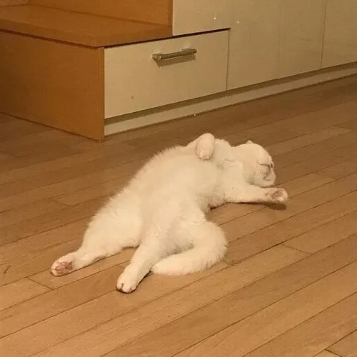 Khoảnh khắc đứng hình y như meme chết trong lòng