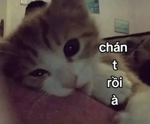 Khi tâm trạng tan vỡ nhưng meme mèo chia tay giúp bạn đỡ nặng lòng