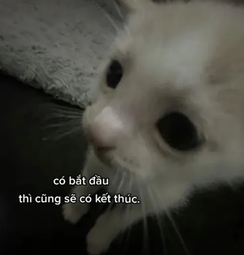 Bộ meme mèo chia tay nói hộ cảm xúc nghẹn lại mà lời nói không tả nổi