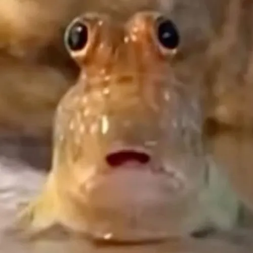 Ảnh vui cá bống chu mỏ đáng yêu như muốn xin lỗi