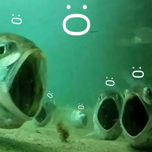 Ảnh chế cá chép cười mỉm nhẹ đầy duyên nhưng mệt