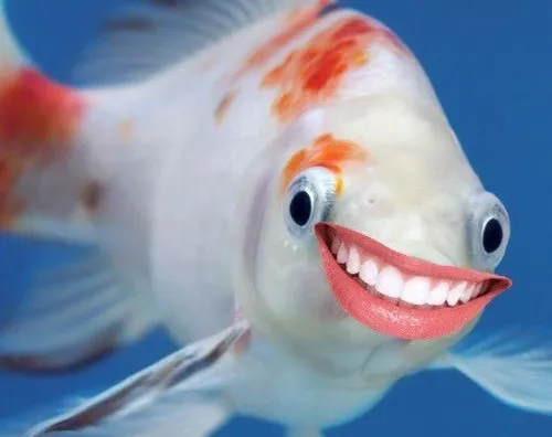 Meme cá heo lượn sát nước tỏ vẻ xem thường nhẹ