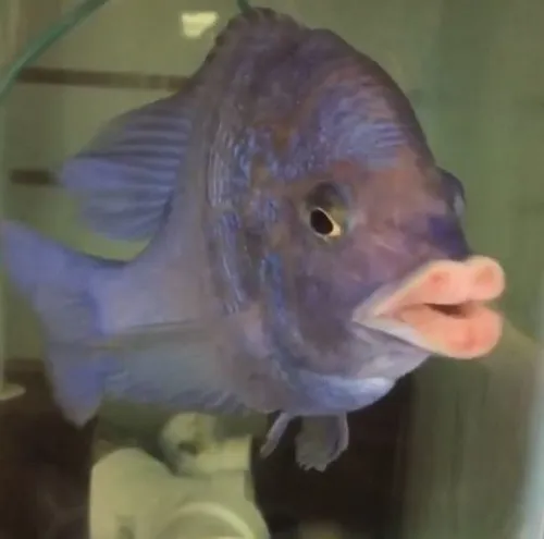 Meme cá heo rẽ sóng chậm vẻ buồn ngủ cuối ngày