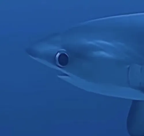 Khoảnh khắc cá heo lượn vòng tươi vui như muốn cảm ơn