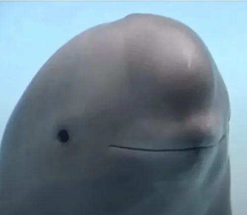 Meme cá heo bật sóng cười nham hiểm nhìn đàn tôm chạy