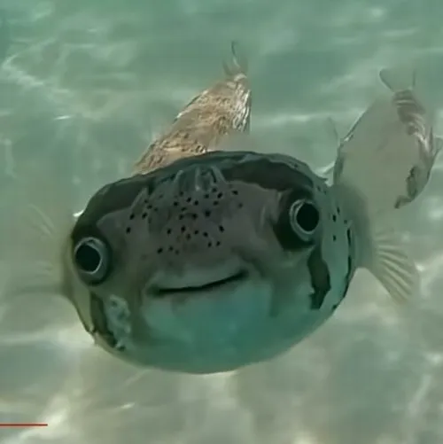 Hình troll cá rô nhăn mặt tủi thân giữa rong xanh tĩnh