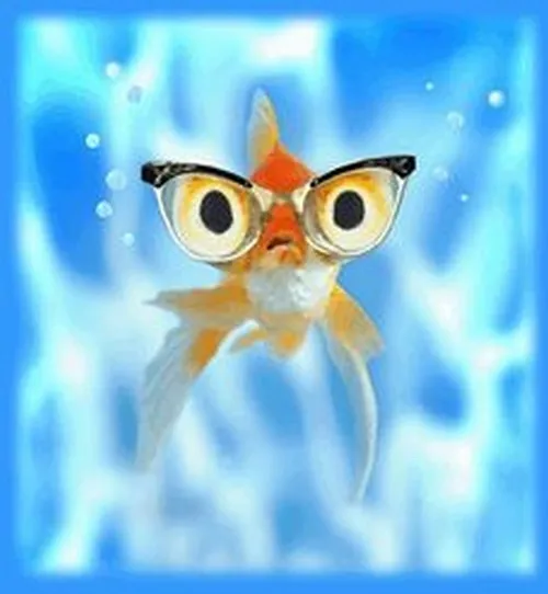 Ảnh hài cá vàng nhăn mặt vì hết tiền mua thức ăn