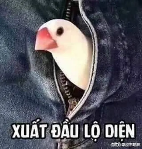 Trọn gói meme đen tối cho những cú hiểu nhầm đầy mặn mòi