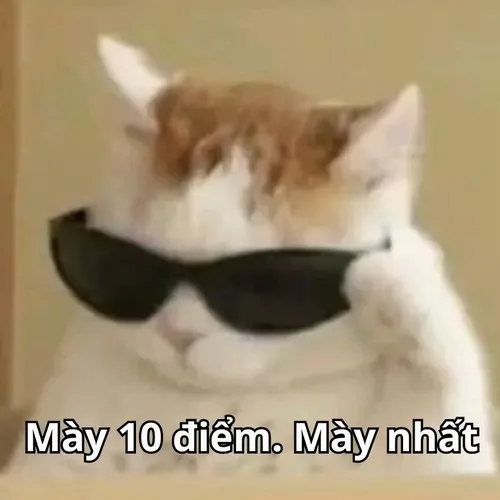 Meme mèo đỉnh cao dùng khi bạn trả lời câu khó như chuyện nhỏ.