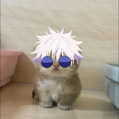 Meme mèo cosplay Gojo Satoru