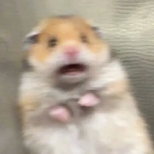 Hình meme chuột lo lắng với môi cắn nhẹ giữa suy diễn vòng lặp