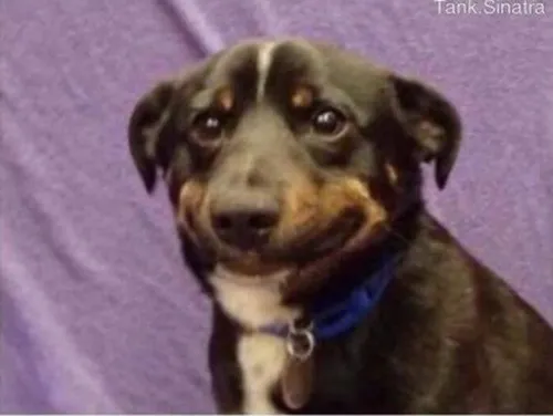 Ảnh meme chó lo lắng với nhịp thở dồn và ánh nhìn chệch hướng