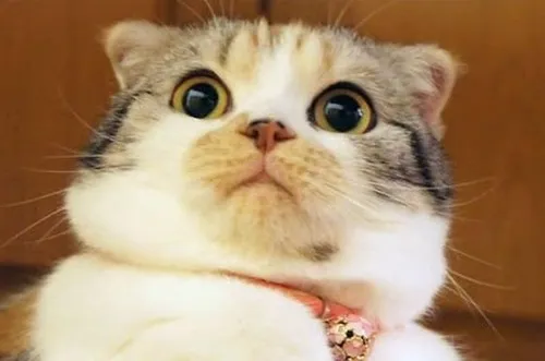 Ảnh hài mèo bồn chồn gợi lại cảm giác mất ngủ vì áp lực vô hình