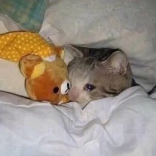 Ảnh troll lo lắng toát lên vẻ phân tán trong từng ánh nhìn