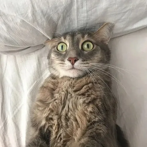 Meme lo lắng khi nhân vật đứng ngập ngừng giữa trách nhiệm chồng chất