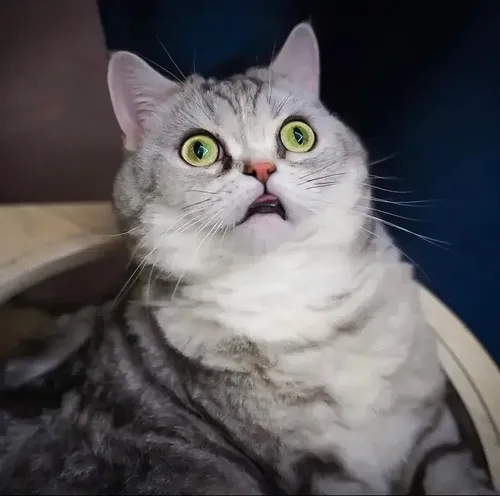 Ảnh meme mèo lo lắng với đôi mắt mở to đầy mong chờ